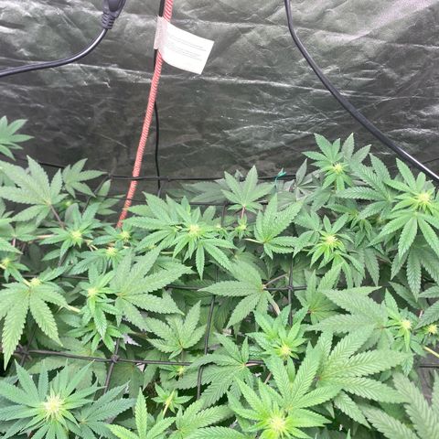 Tropicana Cookies growlog timeline photo