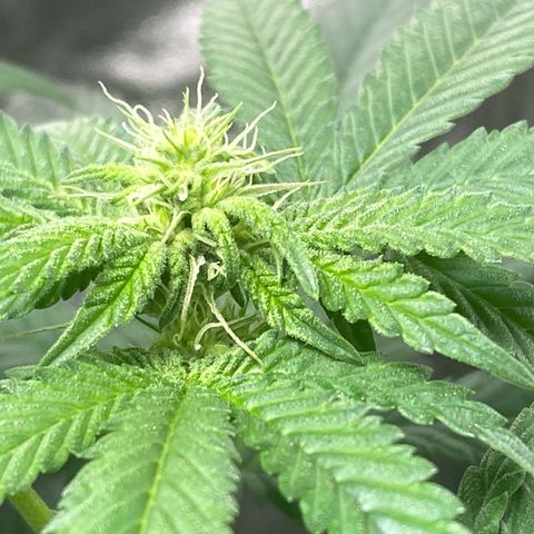 Tropicana Cookies growlog timeline photo