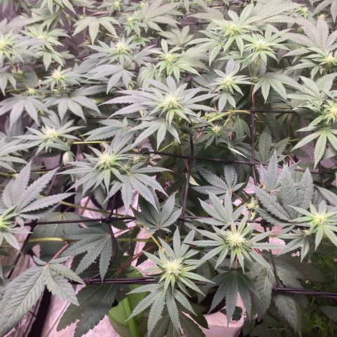 Blue runts growlog timeline photo