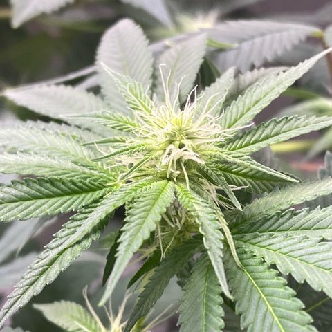 Blue runts growlog timeline photo
