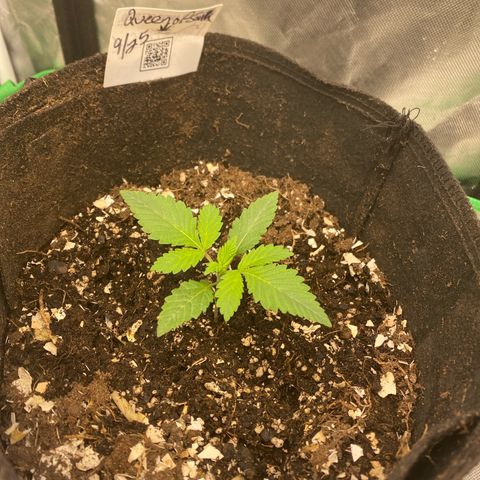 Queen of the South  growlog timeline photo