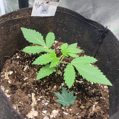 Queen of the South  growlog timeline photo