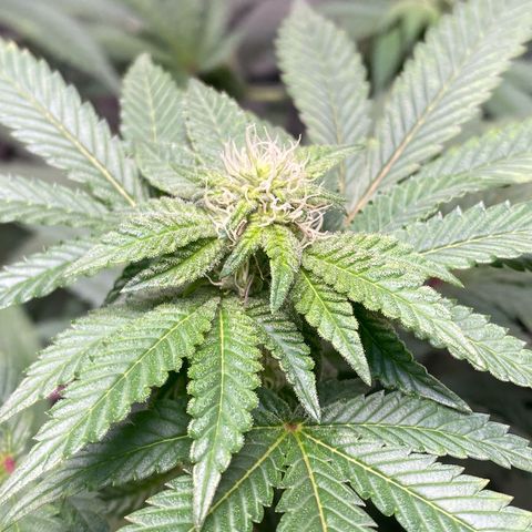Tropicana Cookies growlog timeline photo