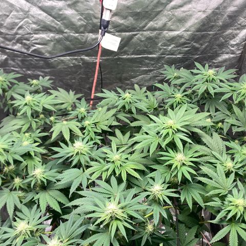Tropicana Cookies growlog timeline photo