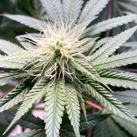 Blue runts growlog timeline photo
