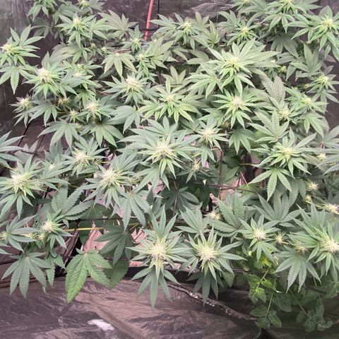 Blue runts growlog timeline photo