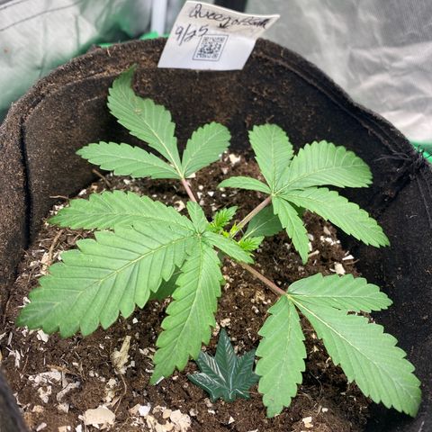 Queen of the South  growlog timeline photo