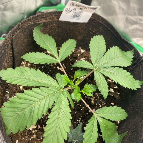 Queen of the South  growlog timeline photo