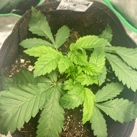 Queen of the South  growlog timeline photo
