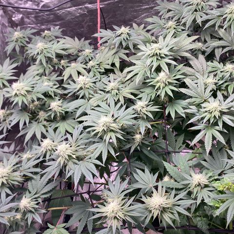 Blue runts growlog timeline photo