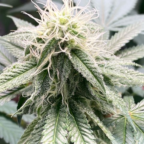 Blue runts growlog timeline photo