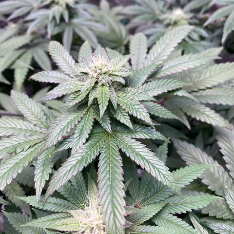 Tropicana Cookies growlog timeline photo