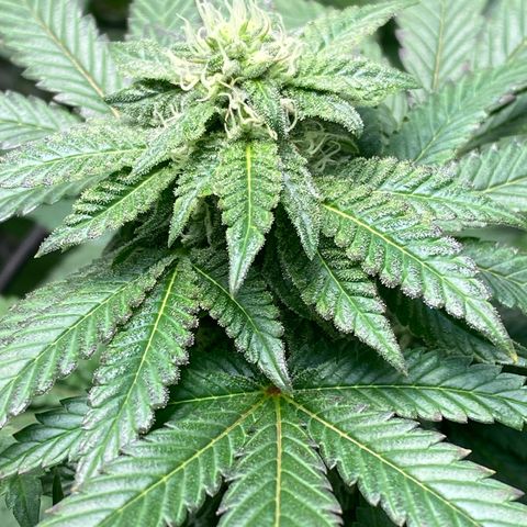 Tropicana Cookies growlog timeline photo