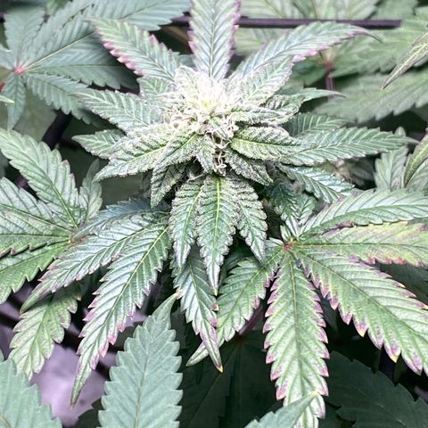 Tropicana Cookies growlog timeline photo