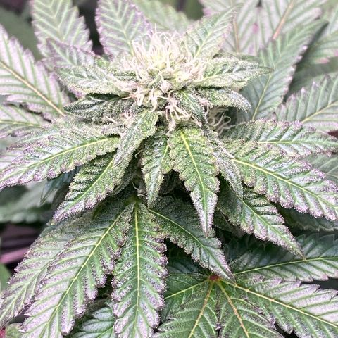 Tropicana Cookies growlog timeline photo