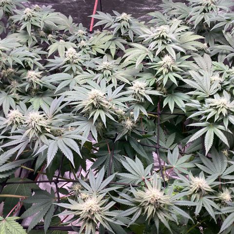 Blue runts growlog timeline photo