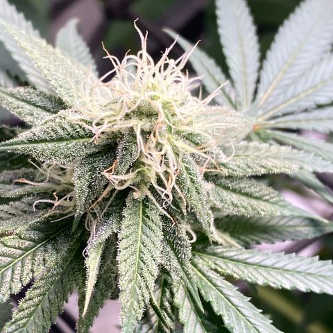 Blue runts growlog timeline photo