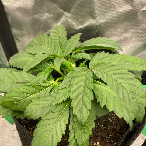 Queen of the South  growlog timeline photo