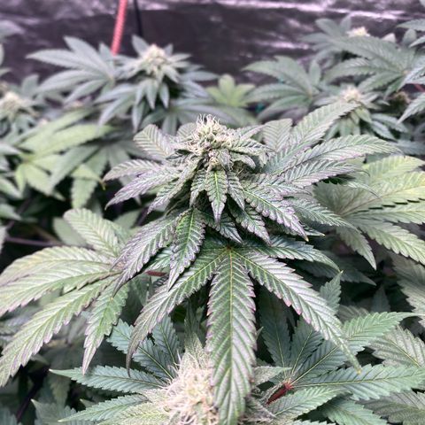 Tropicana Cookies growlog timeline photo
