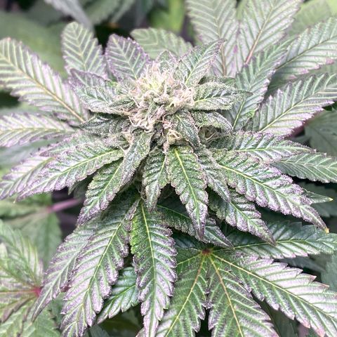 Tropicana Cookies growlog timeline photo