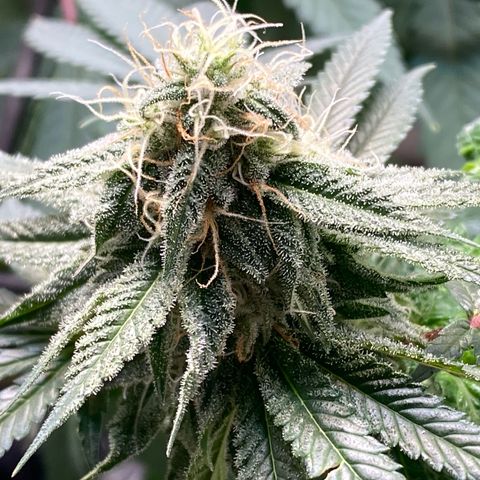 Blue runts growlog timeline photo