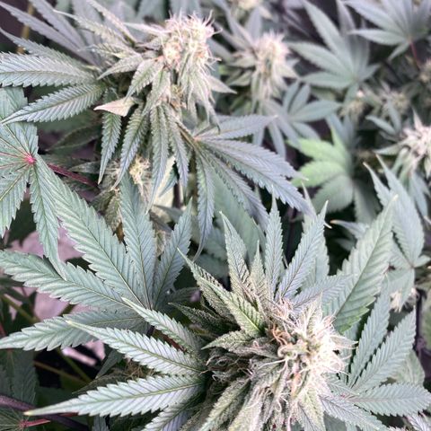 Blue runts growlog timeline photo