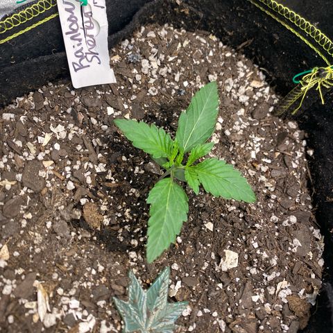 Rainbow Sherbet Shake growlog timeline photo