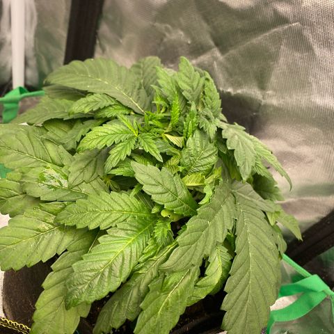 Queen of the South  growlog timeline photo