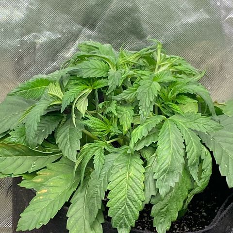 Queen of the South  growlog timeline photo