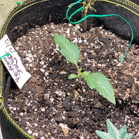 Rainbow Sherbet Shake growlog timeline photo