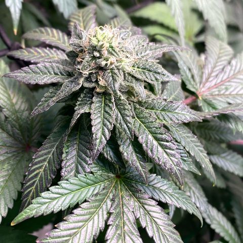 Tropicana Cookies growlog timeline photo
