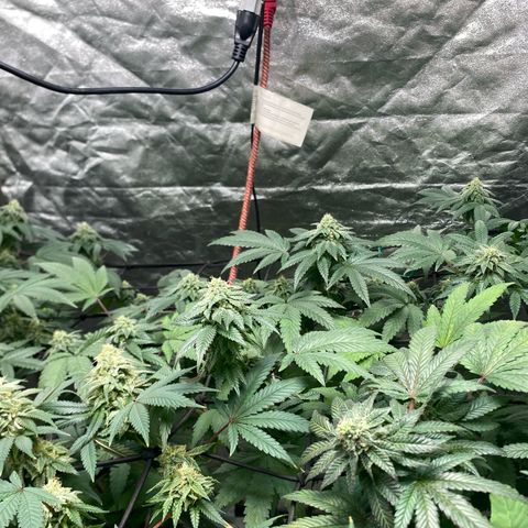 Tropicana Cookies growlog timeline photo