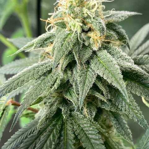 Blue runts growlog timeline photo