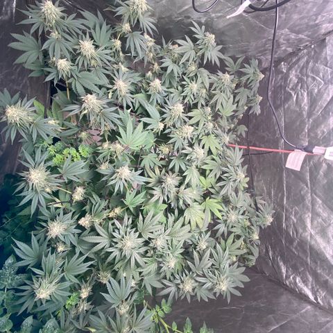 Blue runts growlog timeline photo