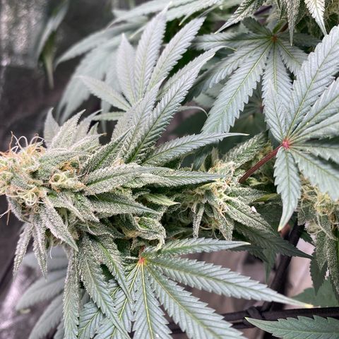 Blue runts growlog timeline photo