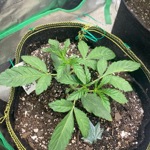 Rainbow Sherbet Shake growlog timeline photo