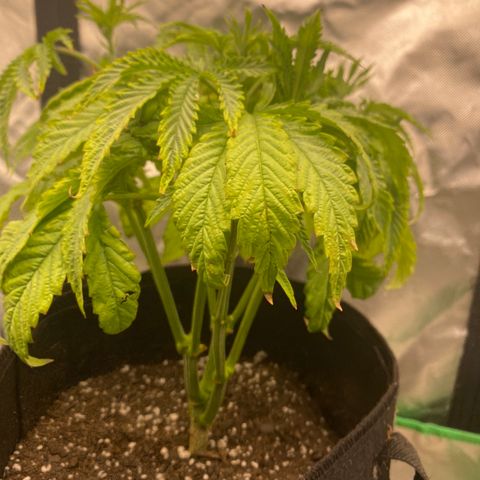 Queen of the South  growlog timeline photo