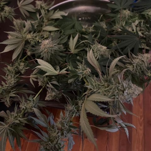 Blue runts growlog timeline photo