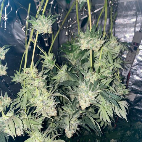 Blue runts growlog timeline photo