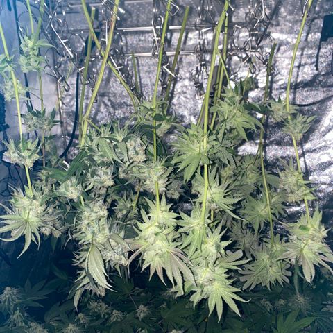 Blue runts growlog timeline photo