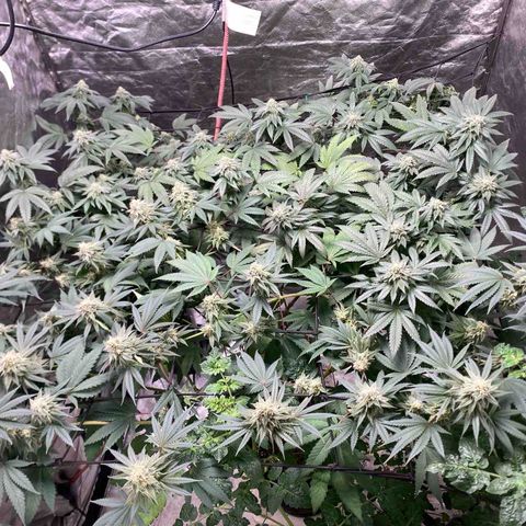Tropicana Cookies growlog timeline photo