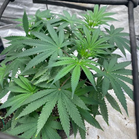 Queen of the South  growlog timeline photo