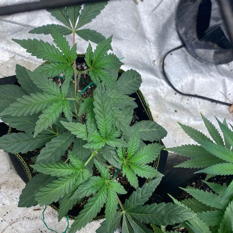 Rainbow Sherbet Shake growlog timeline photo