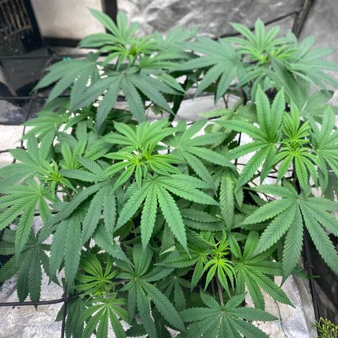 Queen of the South  growlog timeline photo