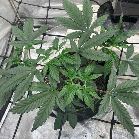 Rainbow Sherbet Shake growlog timeline photo
