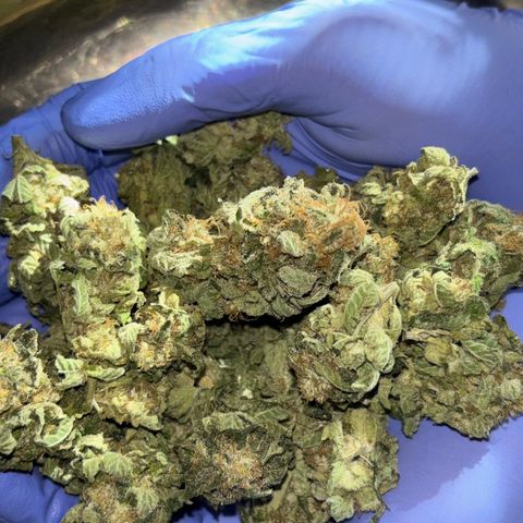 Tropicana Cookies growlog timeline photo