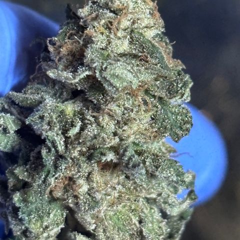 Tropicana Cookies growlog timeline photo