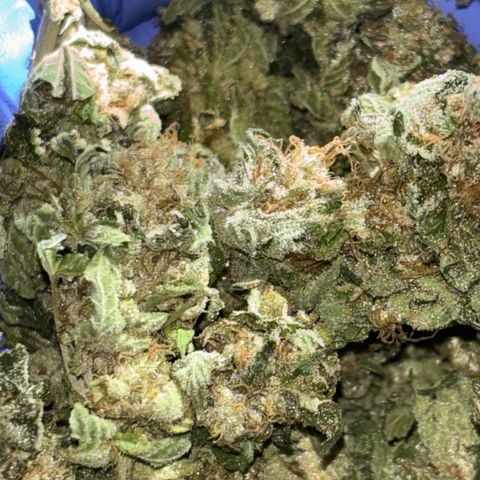 Tropicana Cookies growlog timeline photo