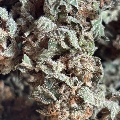Tropicana Cookies growlog timeline photo