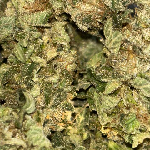Tropicana Cookies growlog timeline photo
